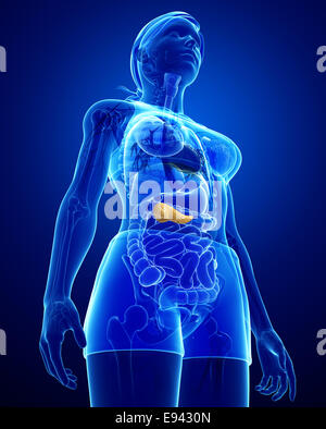 Illustration of female pancreas anatomy Stock Photo