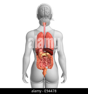 Illustration of female digestive system back view Stock Photo