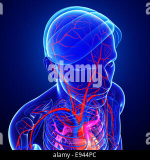 Illustration of human head arteries Stock Photo