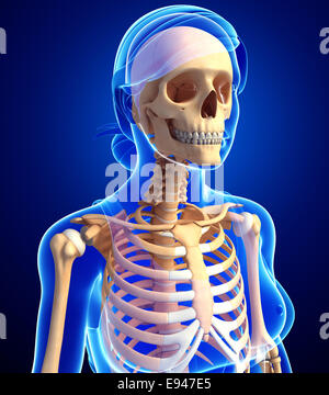 Illustration of human skeleton anatomy Stock Photo