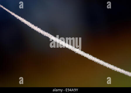 Cobweb laced with frost Stock Photo
