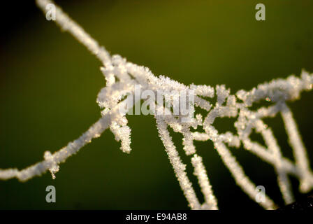Cobweb laced with frost Stock Photo