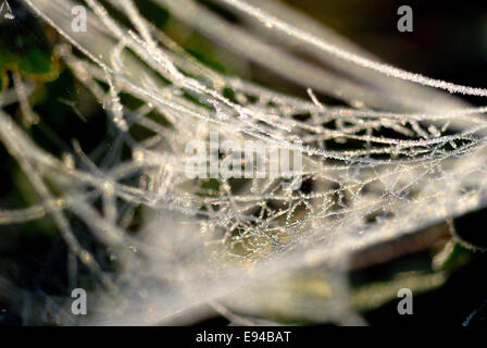 Cobweb laced with frost Stock Photo