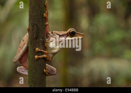 A Cayenne Slender-legged Treefrog (osteocephalus leprieurii), in the Amazon rainforest, Peru.