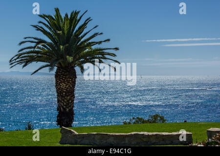 Palm tree in beautiful Heisler Park overlooking the Pacific Ocean and Catalina Island Stock Photo