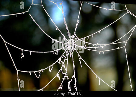 Cobweb laced with frost Stock Photo