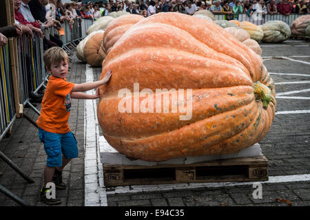 Brussels, Bxl, Belgium. 19th Oct, 2014. Weighing of pumpkin during the competition for the heaviest Belgian pumpkins in Kasterlee, Belgium on 19.10.2014 The heaviest pumpkins can reach more then 500 kg by Wiktor Dabkowski Credit:  Wiktor Dabkowski/ZUMA Wire/Alamy Live News Stock Photo