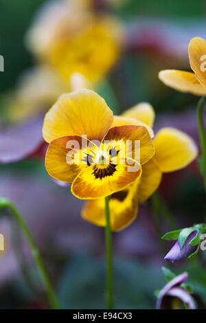 Viola deltini 'Honey Bee'. Stock Photo