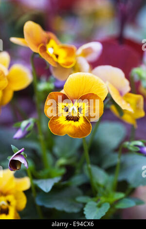 Viola deltini 'Honey Bee'. Stock Photo