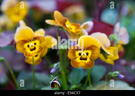 Viola deltini 'Honey Bee'. Stock Photo