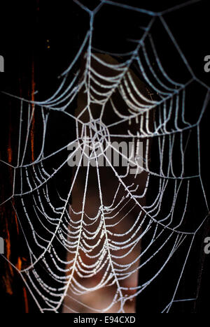 Cobweb laced with frost Stock Photo