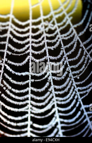 Cobweb laced with frost Stock Photo