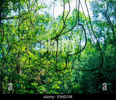 Rhine river alluvial forest in national nature reserve of Erstein Alsace France Stock Photo