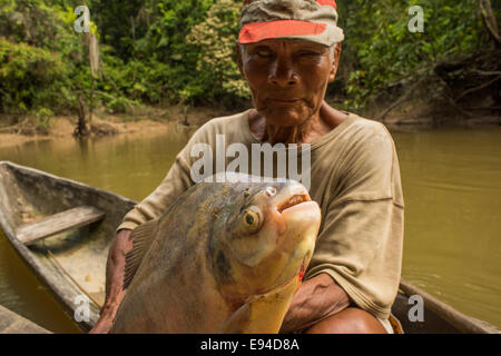 Red-bellied Pacu fish or pirapitinga (Piaractus brachypomus) Stock Photo