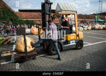 Weighing of pumpkin during the competition for the heaviest Belgian pumpkins in Kasterlee, Belgium on 19.10.2014 The heaviest pumpkins can reach more then 500 kg by Wiktor Dabkowski Stock Photo