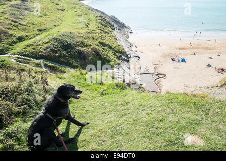 No dogs,including my lurcher dog Ben, not allowed, on Mwnt beach in summer. Mwnt,Ceredigion,West Wales,dog,dogs banned, prohibited,not allowed, Stock Photo