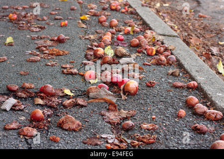 Fallen and rotting crab apples on a tarmac pavement Stock Photo