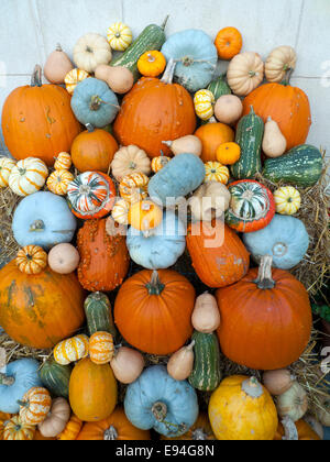 Various pumpkins, squashes and gourds including the blue 'Crown Prince' pumpkin grown in the vegetable gardens displayed in a greenhouse at the Apple Day Celebrations at Fulham Palace in South West London autumn, England UK KATHY DEWITT Stock Photo