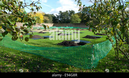 Fulham Palace; London UK. 19th October 2014. Apple Day Celebrations take place at Fulham Palace. 40 new apple trees will be planted in the new orchard in the Fulham Palace Walled Garden where the ground is being prepared. KATHY DEWITT/Alamy Live News Stock Photo