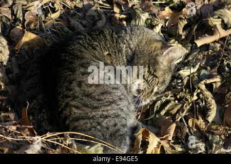 Kitty sleeping on fallen leaves Stock Photo
