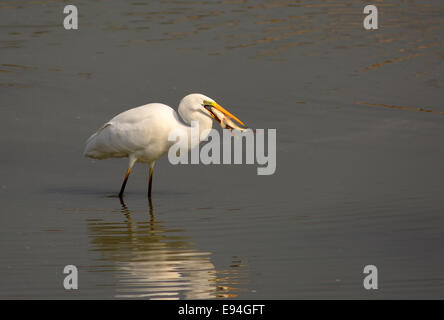 Great egret  hunt fish Stock Photo