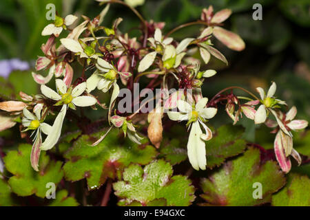 Autumn flowering head of the small, shade tolerant perennial, Saxifraga fortunei 'Blackberry & Apple Pie' Stock Photo