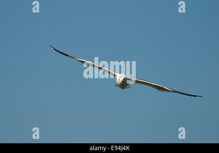 Seagull flying, front view Stock Photo