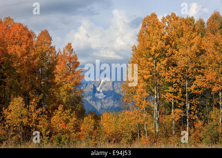 Mt Moran cradled by colorful quaking aspens in Grand Teton National Park, Wyoming