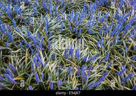 Liriope Muscari  Lily Turf Blue Flower Stock Photo