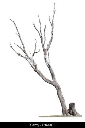 Single old and dead tree isolated on white background Stock Photo
