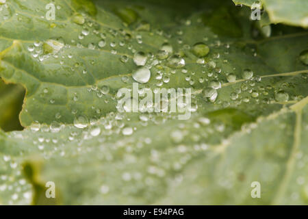 Raindrops on a decorative ornamental kale leaf Stock Photo