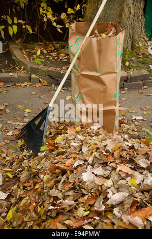 Fall foilage in Michigan getting bagged as yard waste Stock Photo