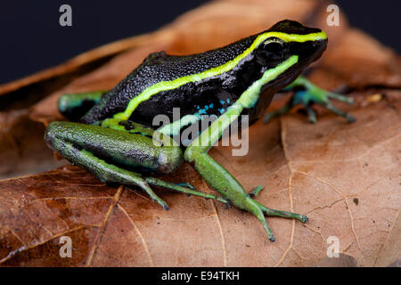 Three-striped poison dart frog / Ameerega trivittata Stock Photo