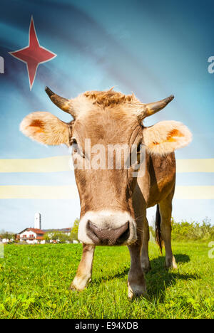 Cow with flag on background series - Aruba Stock Photo