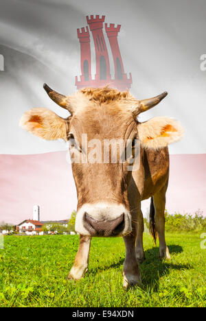 Cow with flag on background series - Gibraltar Stock Photo