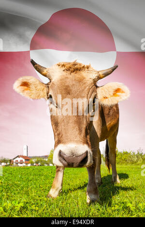 Cow with flag on background series - Greenland Stock Photo