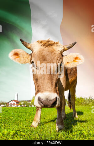 Cow with flag on background series - Ireland Stock Photo