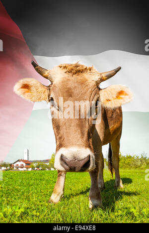 Cow with flag on background series - Palestine Stock Photo