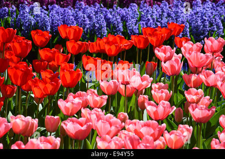 Displays of Pink and Red Tulips with Grape Hyacinths Spring Flowers in Keukenhof Garden Holland Stock Photo