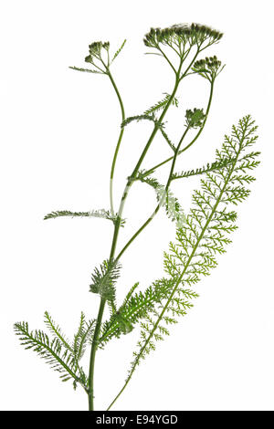 common yarrow (Achillea millefolium)