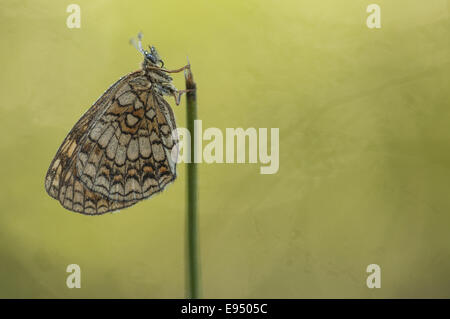 Heath Fritillary  (Melitaea athalia), Germany Stock Photo