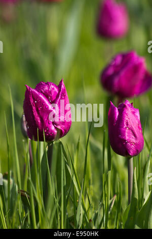 Tulips with morning dew Stock Photo