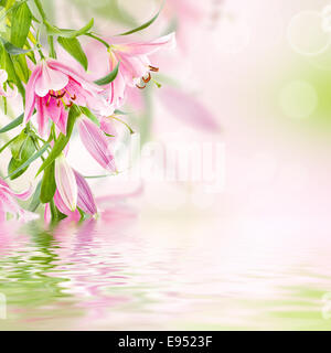 Pink lilies background Stock Photo