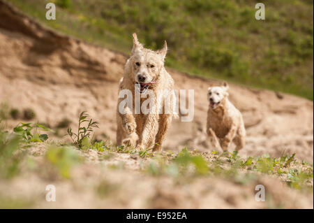 Two running Golden Retrievers Stock Photo