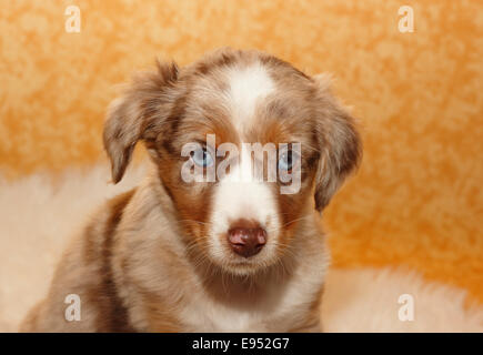 Miniature American Shepherd, puppy, 6.5 weeks, Red Merle Stock Photo