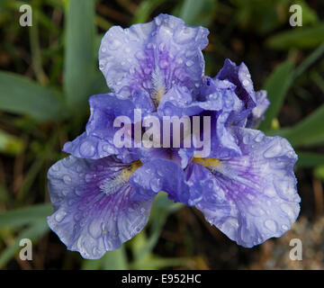 Purple Iris with raindrops Stock Photo