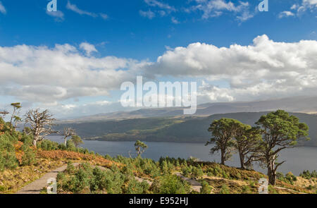 GREAT GLEN WAY OR TRAIL SCOTLAND INVERMORISTON TO DRUMNADROCHIT WITH LOCH NESS AND THREE PINE TREES Stock Photo