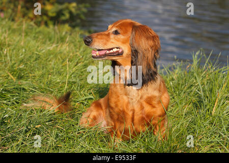 Long-haired dachshund, male dog, 7 years, North Rhine-Westphalia, Germany Stock Photo