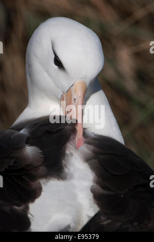 Black-browed Albatross or Black-browed Mollymawk (Thalassarche melanophris), grooming its feathers, West Point Island Stock Photo