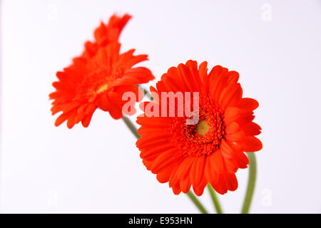 Gerberas on a white background Stock Photo